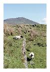 photo_1497