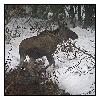photo_1985