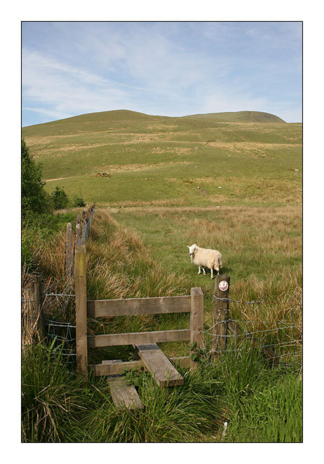 Mouton - Brecon Beacons National Park - Pays de Galles