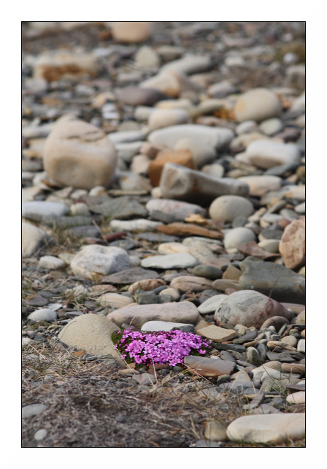 Une des rares espèces de fleur du Svalbard